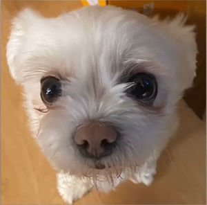 Meet your Posher, Spike